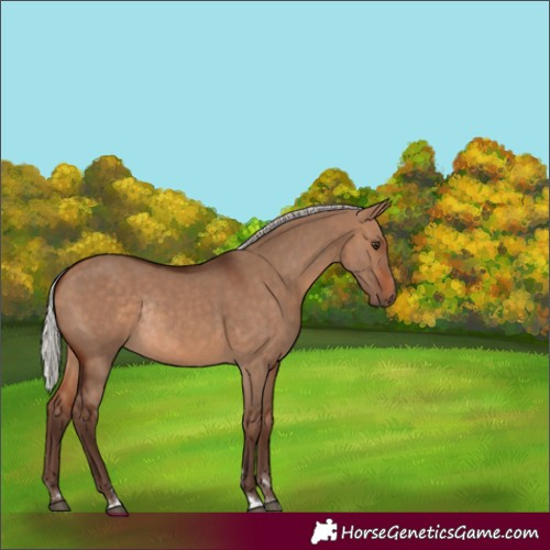 Horse Color:Silver Brown Dun Rabicano
