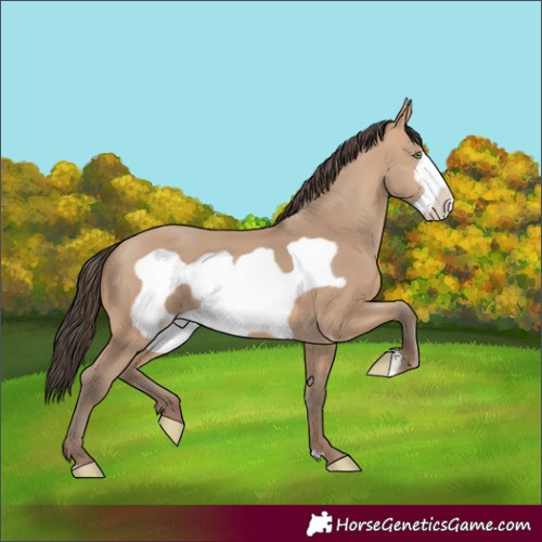 Horse Color:Amber Champagne Frame 