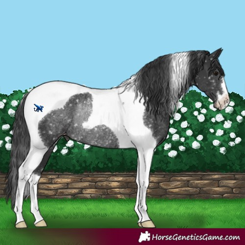 Horse Color:Black Tobiano Appaloosa Rabicano