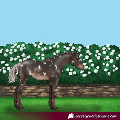 Horse Color:White Spotted Silver Brown