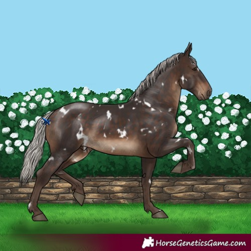 Horse Color:White Spotted Silver Brown 