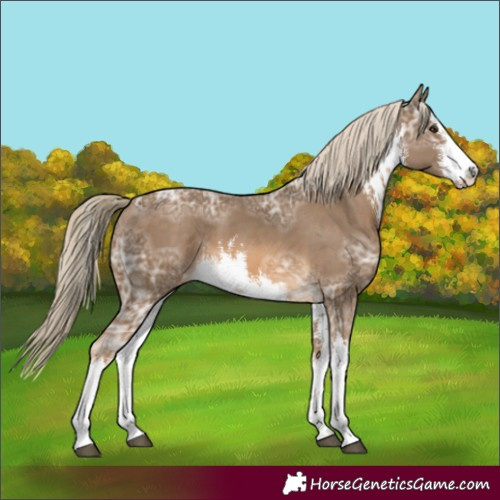 Horse Color:White Spotted Chocolate Palomino Ice 