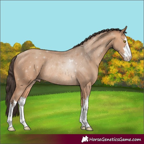 Horse Color:White Spotted Amber Champagne Rabicano