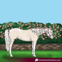 Horse Color:Cremello Tobiano 