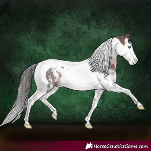 Horse Color:Brown Sabino Splash Tobiano Rabicano 