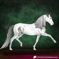 Horse Color:Brown Sabino Splash Tobiano Rabicano