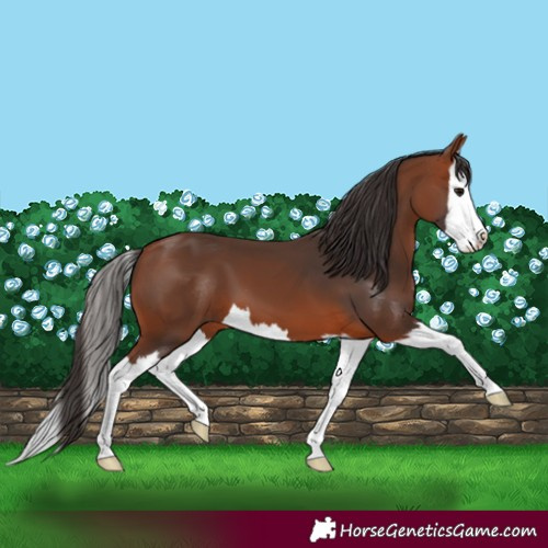 Horse Color:Bay Splash