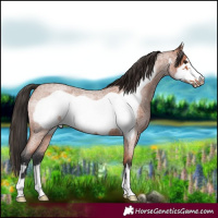 Horse Color:Bay Roan Frame