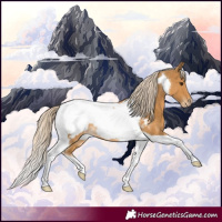 Horse Color:Palomino Tobiano Snowcap