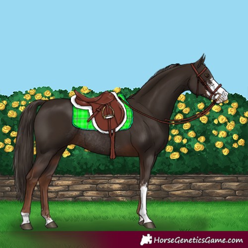 Horse Color:Liver Chestnut Sabino Rabicano