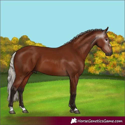 Horse Color:Gray Silver Bay