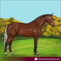 Horse Color:Gray Silver Bay