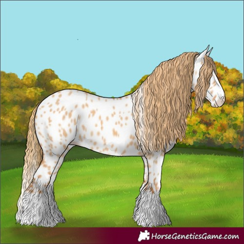 Horse Color:Red Dun Splash Appaloosa 
