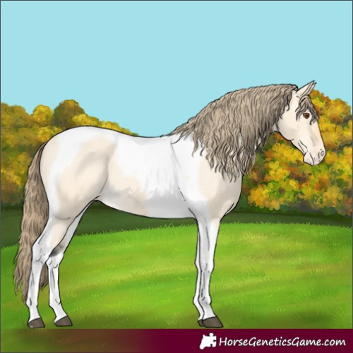 Horse Color:Buckskin Dun Tobiano Appaloosa 
