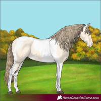 Horse Color:Buckskin Dun Tobiano Appaloosa