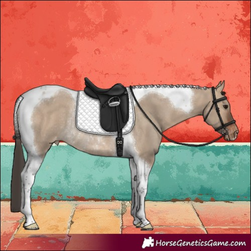 Horse Color:Brown Dun Tobiano Appaloosa Rabicano