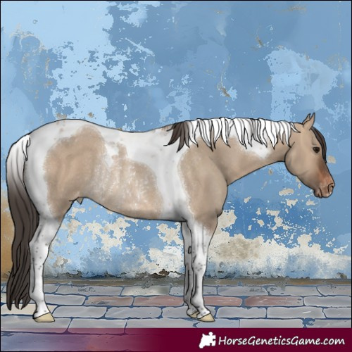 Horse Color:Brown Dun Tobiano Appaloosa Rabicano