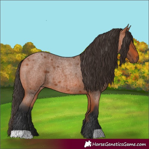 Horse Color:Bay Roan