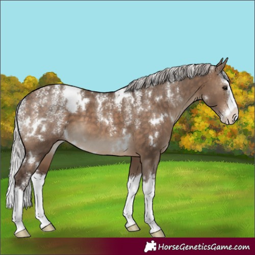 Horse Color:Powder White White Spotted Silver Brown Dun Splash 