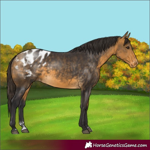 Horse Color:Buckskin Appaloosa 