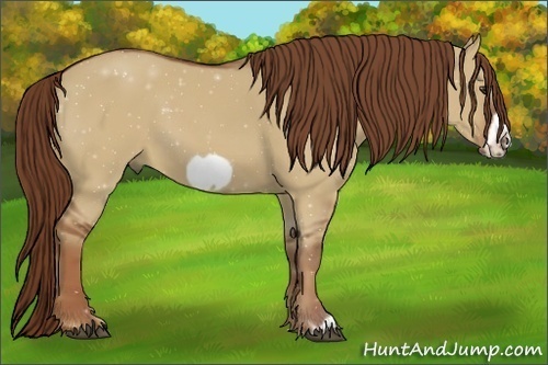 Horse Color:Red Dun Frame 