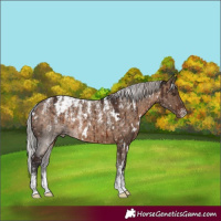 Horse Color:Powder White White Spotted Silver Brown Dun Appaloosa Rabicano Brindle