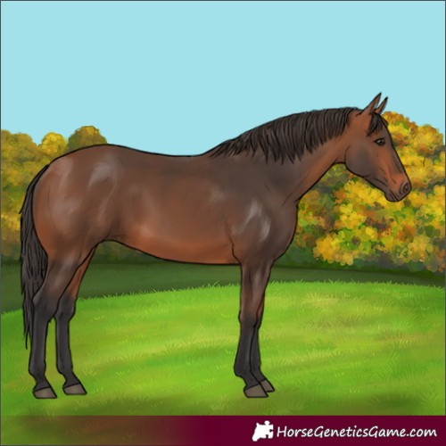 Horse Color:Bay 