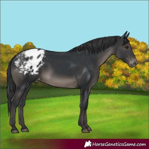 Horse Color:Black Appaloosa 