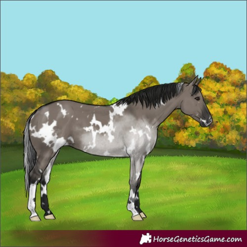 Horse Color:Gray White Spotted Grullo 
