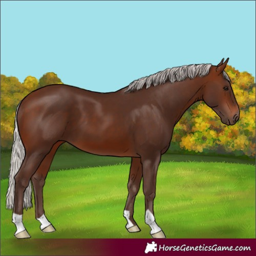 Horse Color:Silver Brown 