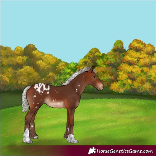 Horse Color:White Spotted Silver Bay Tobiano Appaloosa