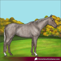 Horse Color:Silver Blue Roan 