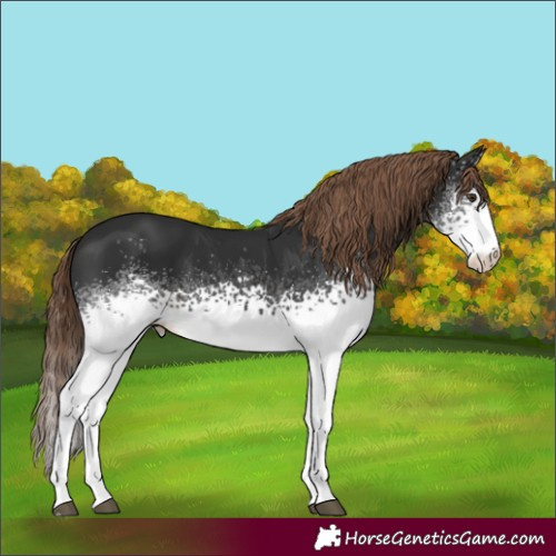 Horse Color:White Spotted Liver Chestnut Tobiano Appaloosa