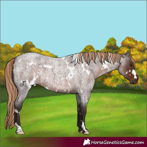 Horse Color:Unknown 