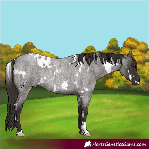Horse Color:Unknown