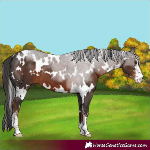 Horse Color:White Spotted Liver Chestnut Sabino 