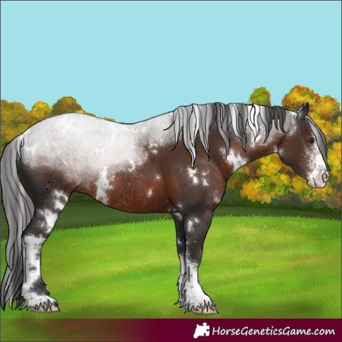 Horse Color:White Spotted Liver Chestnut Sabino Rabicano 