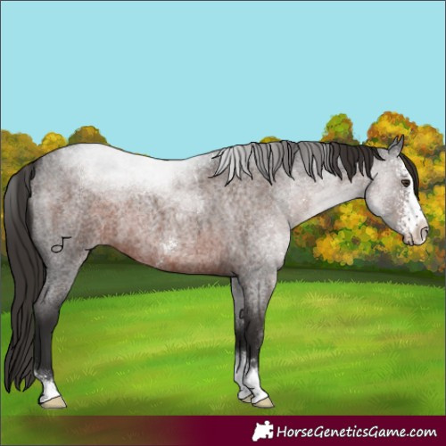 Horse Color:Unknown 