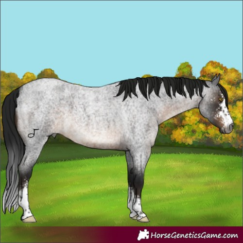 Horse Color:Unknown 