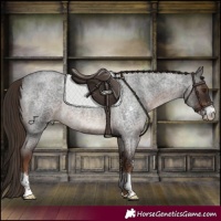 Horse Color:Liver Red Roan Sabino