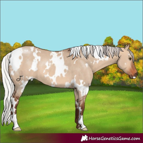 Horse Color:White Spotted Silver Bay Dun