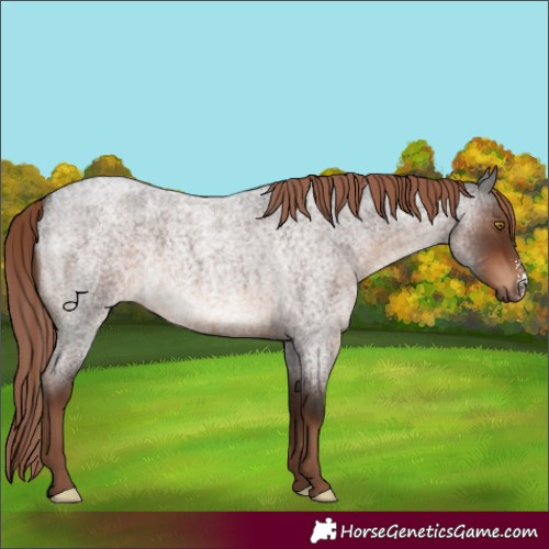 Horse Color:Liver Red Roan Sabino Rabicano 