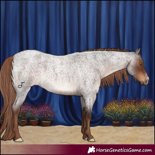 Horse Color:Liver Red Roan Sabino Rabicano