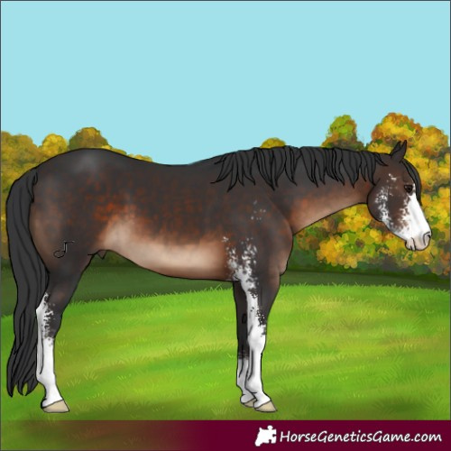 Horse Color:Brown Sabino 