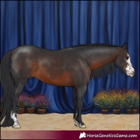 Horse Color:Brown Sabino