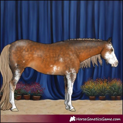 Horse Color:Chocolate Palomino Sabino
