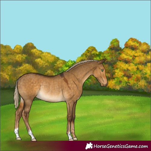 Horse Color:Chocolate Palomino Dun Rabicano 