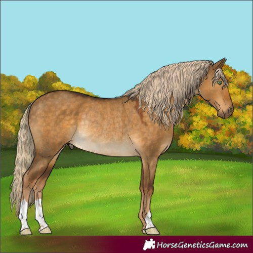 Horse Color:Chocolate Palomino Dun Rabicano 