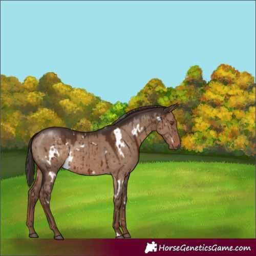Horse Color:White Spotted Liver Red Dun Rabicano Brindle 