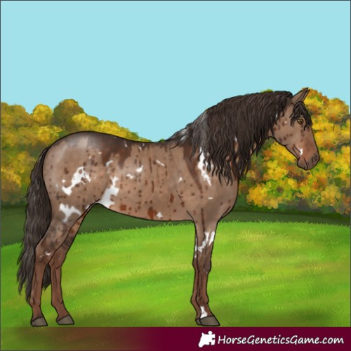 Horse Color:White Spotted Liver Red Dun Rabicano Brindle 